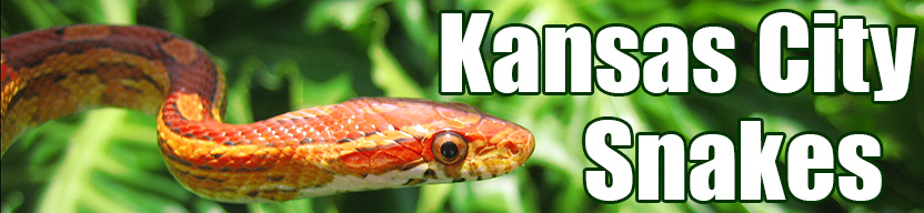 Kansas City snake